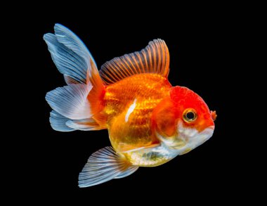 Japon balığı siyah arkaplanda izole edilmiş..