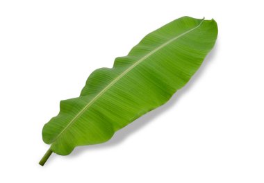 Beyaz arkaplanda muz yaprağı izole
