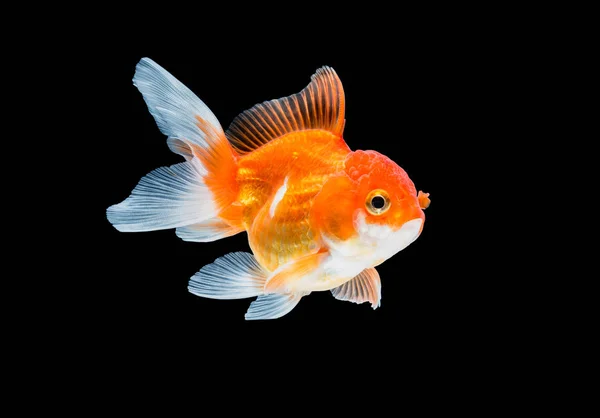 Goldfish isolado no fundo preto. — Fotografia de Stock