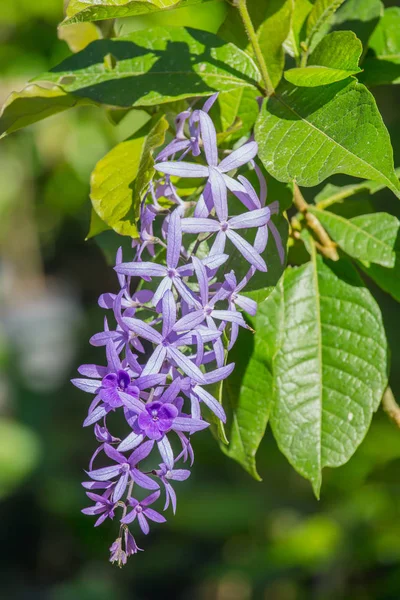 Bunga Petrea volubilis, bunga anggur ungu — Stok Foto