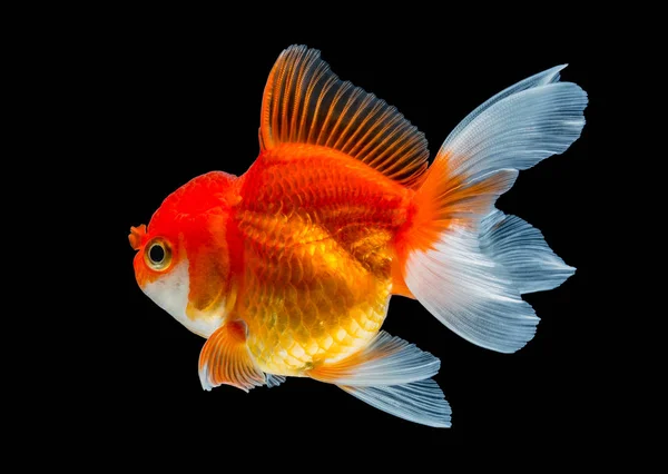 Goldfish isolado no fundo preto. — Fotografia de Stock