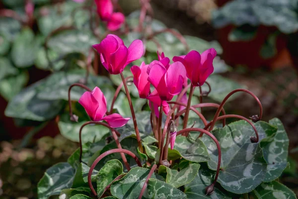 Belas flores vermelhas do ciclame é flores de inverno (Cyclamen persicum )  fotos, imagens de © lamyai #165565792