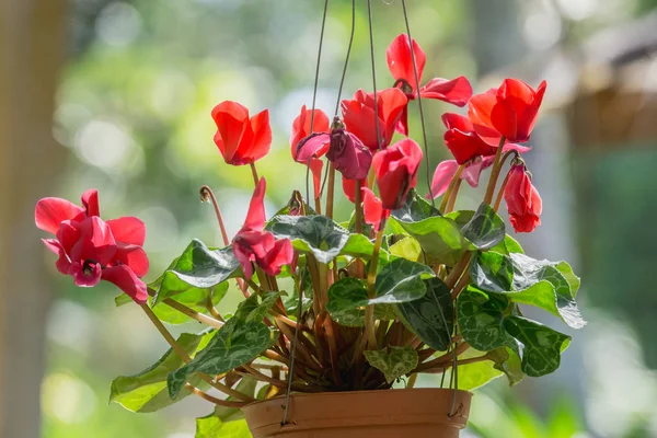 Beautiful red cyclamen flowers is winter flowers (Cyclamen persicum) — Stock Photo, Image