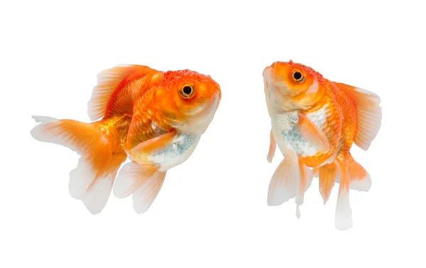 Peixe dourado isolado no fundo branco. — Fotografia de Stock