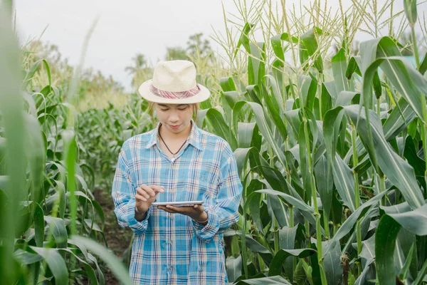 Rolnik asian kobieta badanie kukurydzy w rolnictwo ogród z koncepcji nowoczesnych technologii. — Zdjęcie stockowe