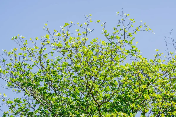 Ağacın taze yeşil yeşillik ve mavi gökyüzü ile