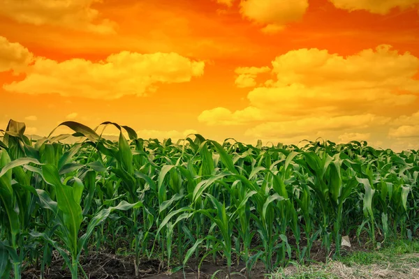 Champ de maïs vert dans le jardin agricole et ciel bleu avec des nuages — Photo
