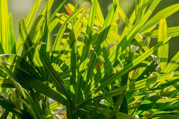 yaprak yeşil arka plan Bayan palm veya bambu palmiye yaprağı (Rhapis exclesa, Plamae)