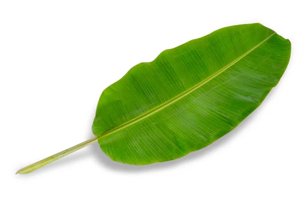 Банановый лист на белом фоне — стоковое фото