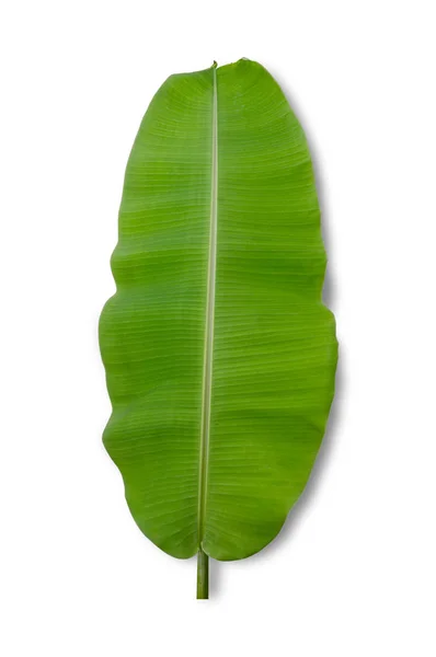 Folha de banana isolada sobre fundo branco — Fotografia de Stock