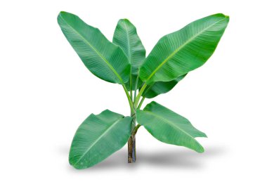 Yeşil Bayan palm veya bambu ile gölge kahverengi zemin kaba (Rhapis exclesa, Plamae)