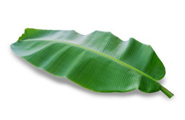 Yeşil Bayan palm veya bambu ile gölge kahverengi zemin kaba (Rhapis exclesa, Plamae)