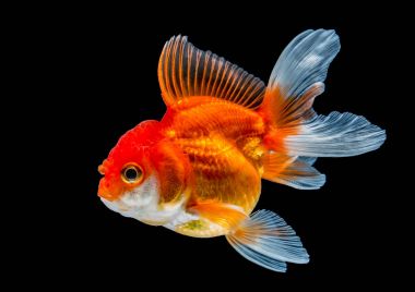 Yeşil Bayan palm veya bambu ile gölge kahverengi zemin kaba (Rhapis exclesa, Plamae)