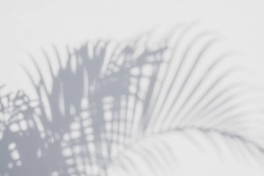 Yeşil Bayan palm veya bambu ile gölge kahverengi zemin kaba (Rhapis exclesa, Plamae)