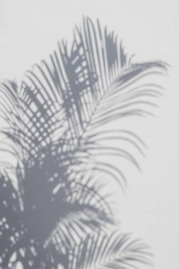 Beyaz duvardaki gölge palmiye yapraklarının soyut arkaplanı.