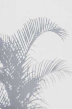Beyaz duvardaki gölge palmiye yapraklarının soyut arkaplanı.