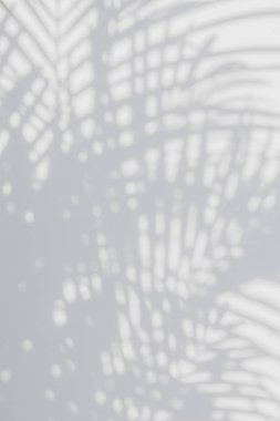 Beyaz duvardaki gölge palmiye yapraklarının soyut arkaplanı.