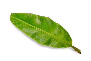 Beyaz duvardaki gölge palmiye yapraklarının soyut arkaplanı.