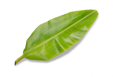 Beyaz duvardaki gölge palmiye yapraklarının soyut arkaplanı.