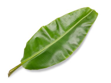 Beyaz duvardaki gölge palmiye yapraklarının soyut arkaplanı.