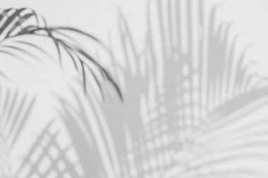 Beyaz duvardaki gölge palmiye yapraklarının soyut arkaplanı.