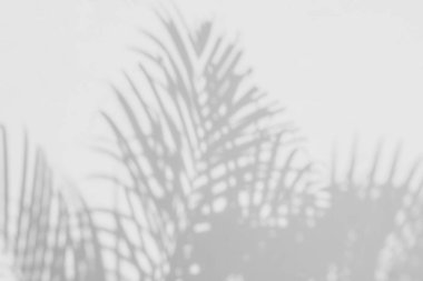 Beyaz duvardaki gölge palmiye yapraklarının soyut arkaplanı.