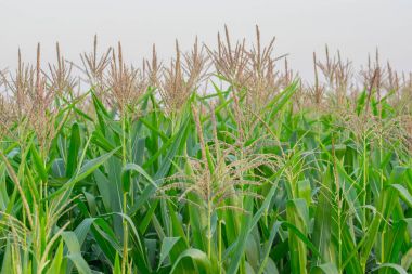 Beyaz duvardaki gölge palmiye yapraklarının soyut arkaplanı.