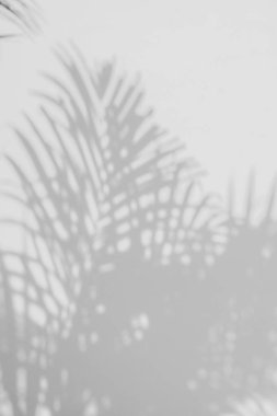 Beyaz duvardaki gölge palmiye yapraklarının soyut arkaplanı.