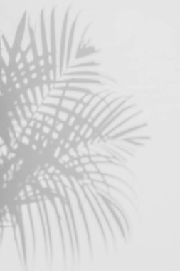 Beyaz duvardaki gölge palmiye yapraklarının soyut arkaplanı.