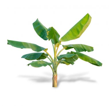 Beyaz arka plan üzerinde izole Muz ağaçları. 