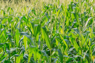 Tarım bahçesindeki yeşil mısır tarlası