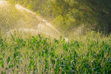 su springer tarafından Mısır tarlasında tarım Bahçe Sulama