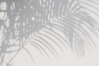 Beyaz duvardaki gölge palmiye yapraklarının soyut arkaplanı