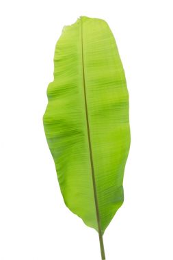 Beyaz arkaplanda muz yaprağı izole