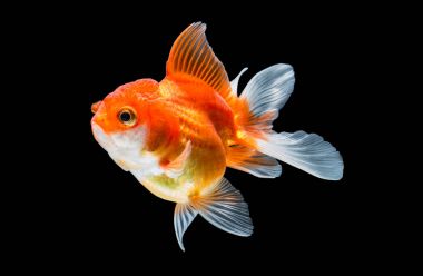 Japon balığı siyah arkaplanda izole edilmiş..