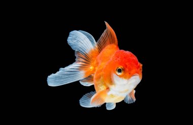 Japon balığı siyah arkaplanda izole edilmiş..