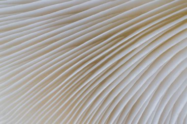 arka plan makro resim Sajor-caju mantar