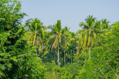 Bahçe Hindistan cevizi ağaçları ile çevrili.