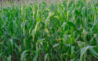 Tarım bahçesindeki yeşil mısır tarlası