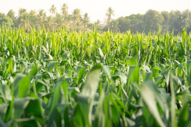 Tarım bahçesindeki yeşil mısır tarlası