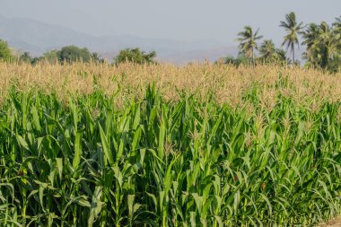 Tarım bahçesindeki yeşil mısır tarlası