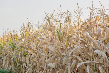 Kuru Mısır tarlasında tarım Bahçe