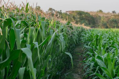 Tarım bahçesindeki yeşil mısır tarlası