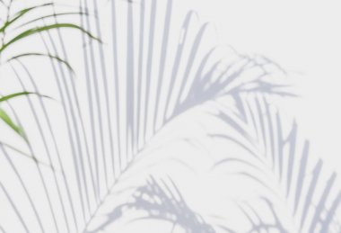 Beyaz duvardaki gölge palmiye yapraklarının soyut arkaplanı. 