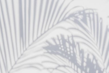 Beyaz duvardaki gölge palmiye yapraklarının soyut arkaplanı