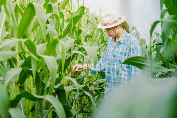 Rolnik kobieta badanie kukurydzy ręcznie w rolnictwo ogród. — Zdjęcie stockowe