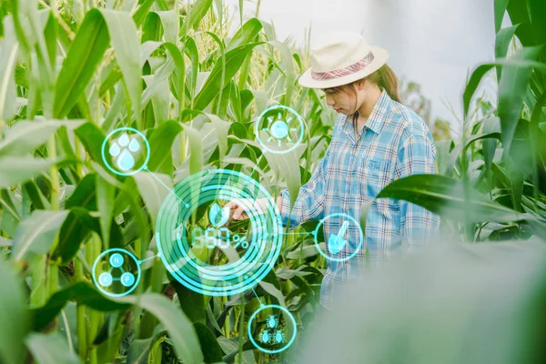 Asijské žena farmář kontrola kukuřice v zahradě zemědělství s konceptem moderní technologie. — Stock fotografie