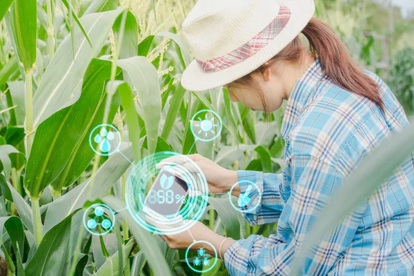 農家のアジア女性概念の近代的な技術と農業の庭でトウモロコシの検査. — ストック写真