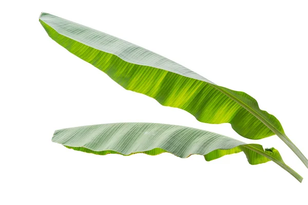 Banana leaf isolated on white background — Stock Photo, Image