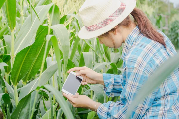 Kobiet-rolników są przy użyciu telefonu aby sprawdzić kukurydzy w pola kukurydzy. — Zdjęcie stockowe